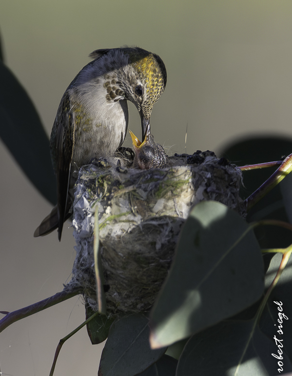 emily renzel wetlands 2026